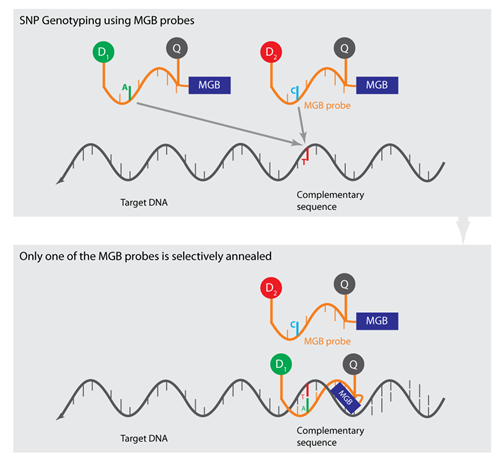 SNPgenotyping