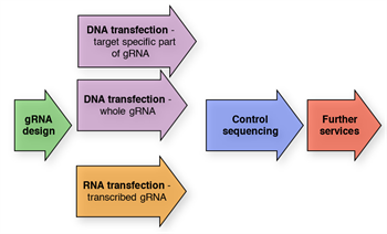 Crispr _tab 2_en _350x 212